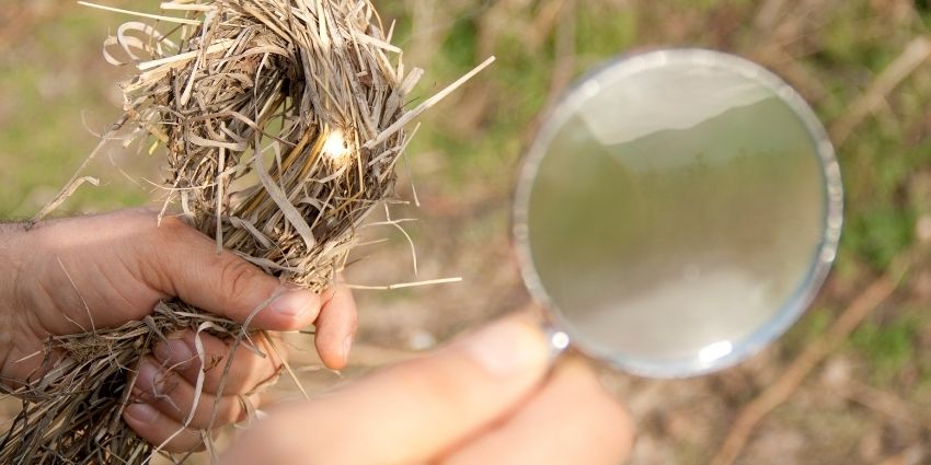 Magnifying Glass Sunlight